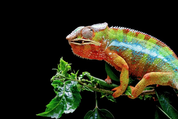 Beautiful of chameleon panther chameleon panther on branch chameleon panther shoot on target