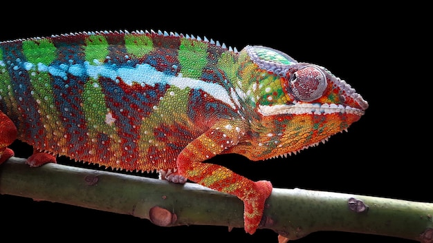 Photo beautiful of chameleon panther chameleon panther on branch