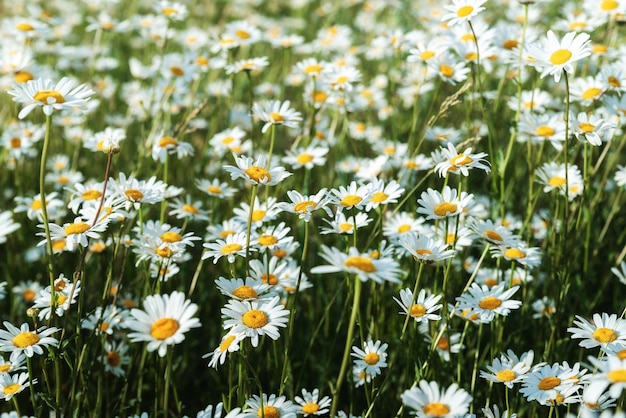 Beautiful chamomile field