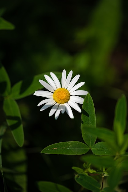 Beautiful chamomile flower in the sun on a green background