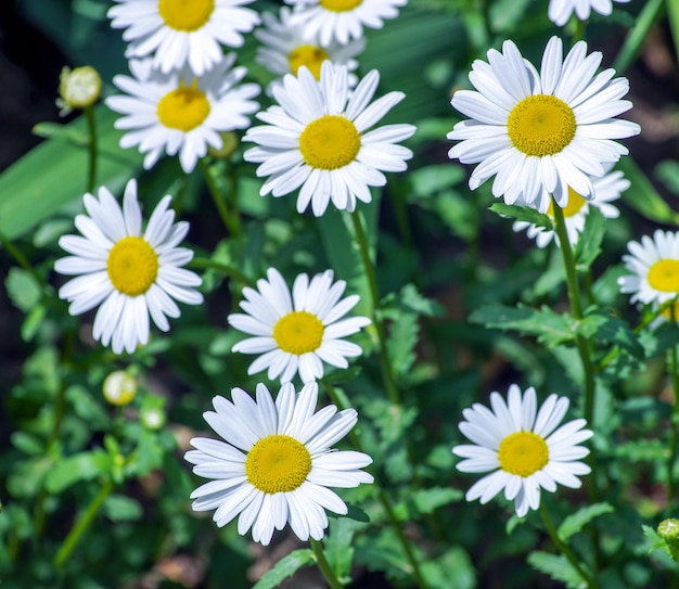 Beautiful chamomile growing in the meadow