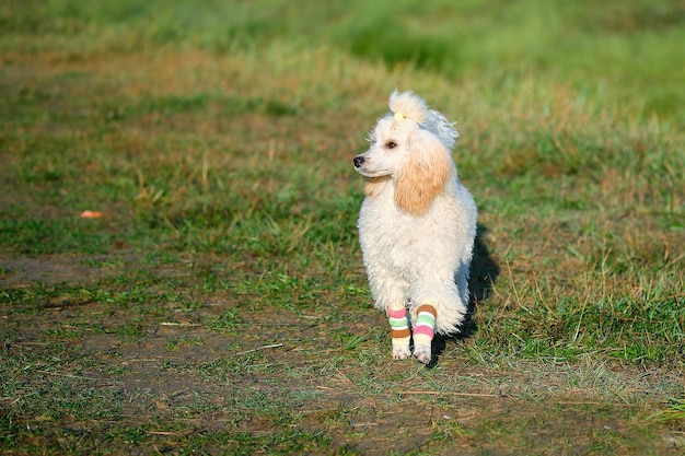 A beautiful charming poodle with protective gaiters on his paws on a grass background