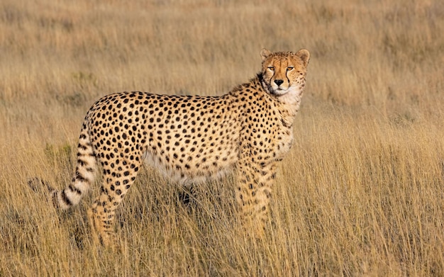 Beautiful cheetah in the dry field