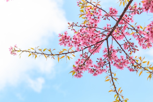 Beautiful cherry blossom on blue sky background