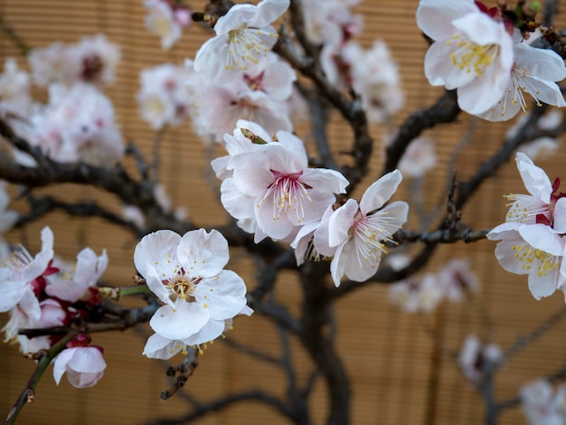 Beautiful Cherry blossom on brown wall in spring