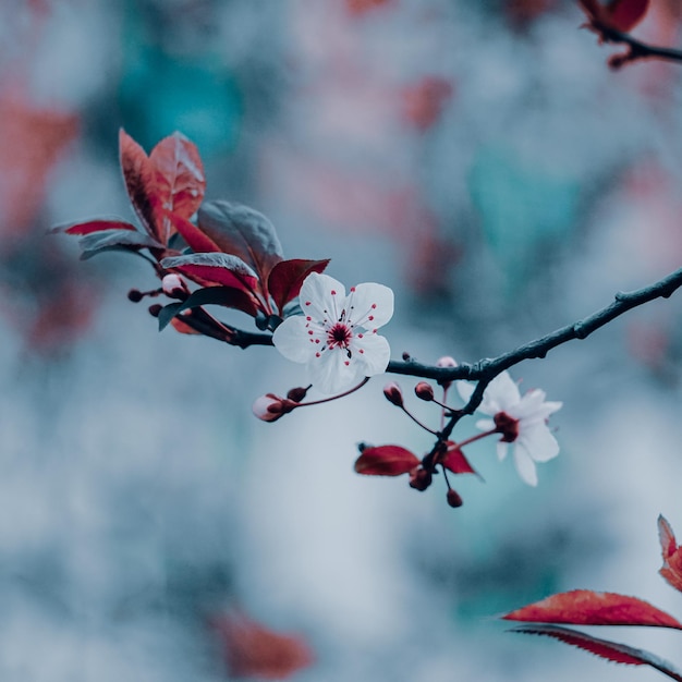 beautiful cherry blossom flower in springtime