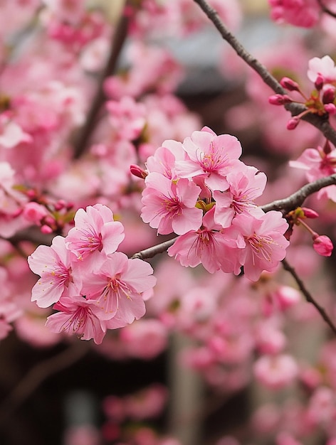 Beautiful Cherry Blossom Flowers in Full Bloom Spring Nature Background