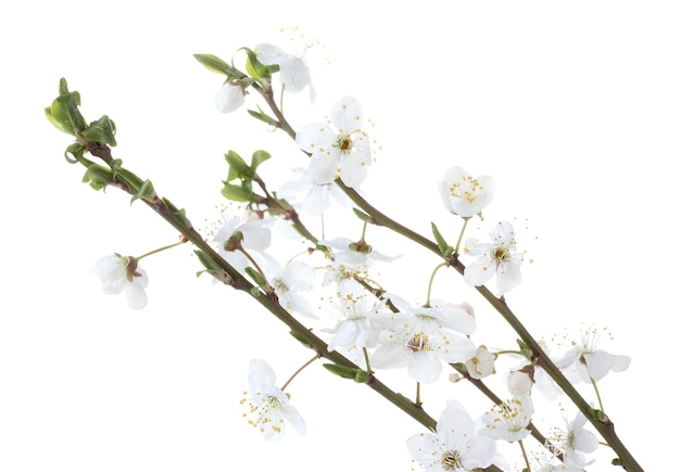 Beautiful cherry blossom isolated on white