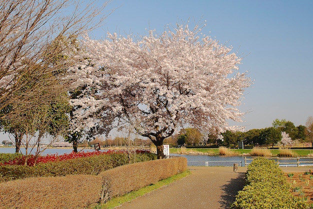 Beautiful cherry blossom in a park in a city in Japan.