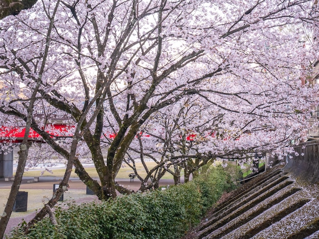 Beautiful cherry blossom in the park - spring in Japan