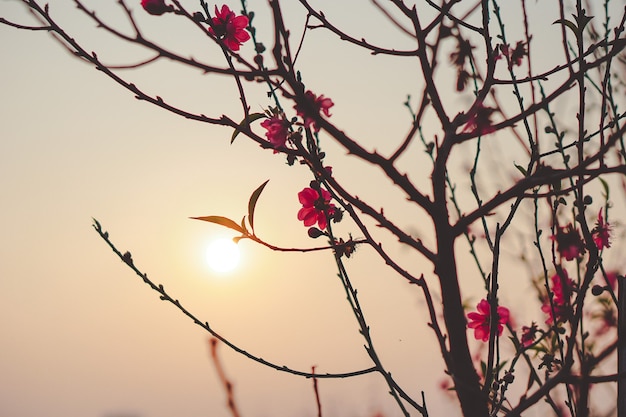 Beautiful cherry blossom photos under the sunset