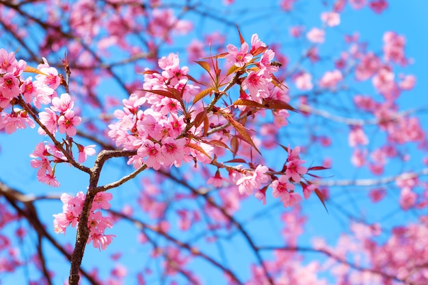 Beautiful cherry blossom, pink sakura flower with blue sky in spring. 