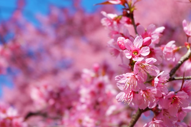 Beautiful cherry blossom, pink sakura flowers with blue sky in spring. 