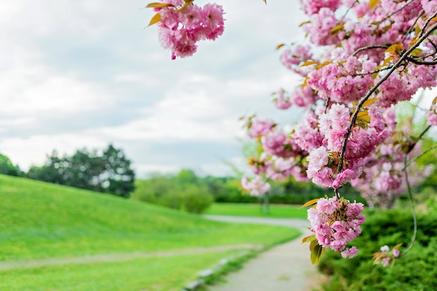 Beautiful cherry blossom sakura in spring time over blue sky Soft selective focus