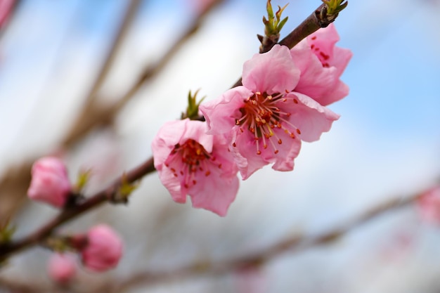 Beautiful cherry blossom sakura in spring time over blue skyCherry blossom in full bloom