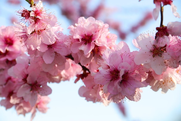 Beautiful cherry blossom sakura in spring time over blue skyCherry blossom in full bloom