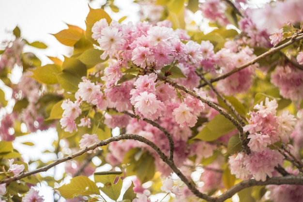 Beautiful cherry blossom sakura in spring time in a central park