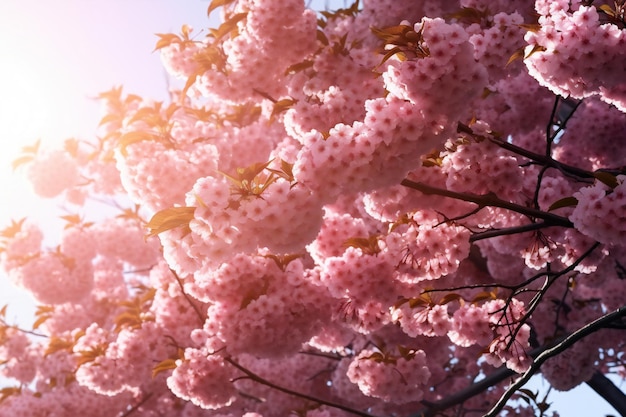 Beautiful Cherry blossom sakura in spring time Nature background