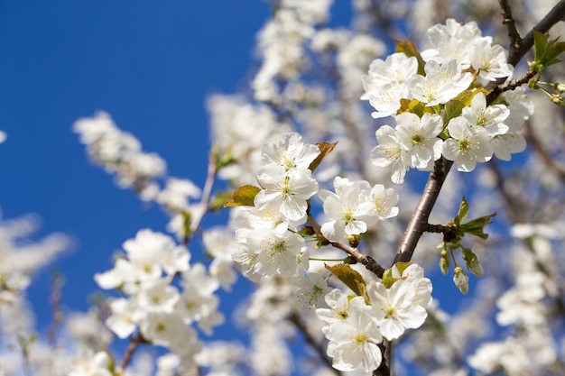 Beautiful cherry blossom sakura in spring time over sky