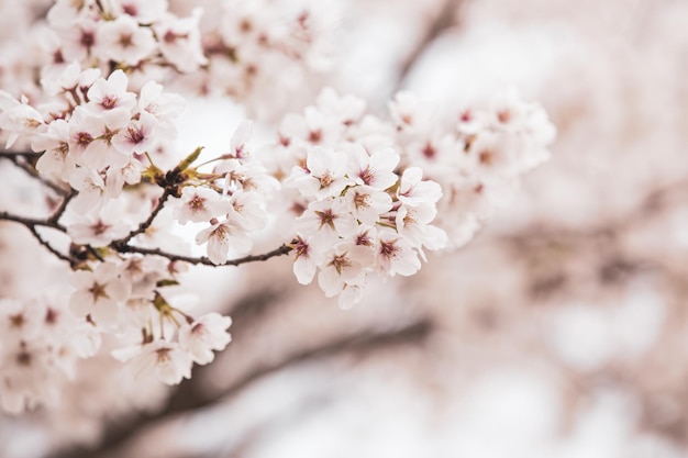 Beautiful cherry blossom sakura in spring time