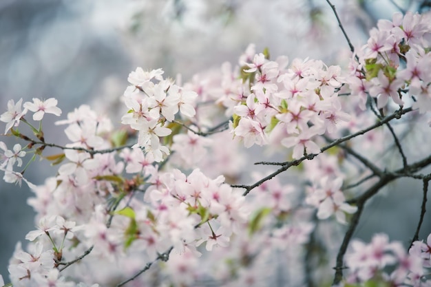 Beautiful cherry blossom sakura in spring time