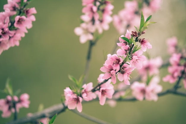 Beautiful cherry blossom sakura in spring time