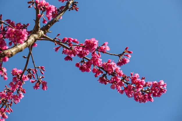 Beautiful cherry blossom or sakura tree beside the road