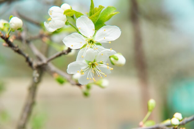 Beautiful cherry blossom in spring Blossom tree over nature background  Spring Background