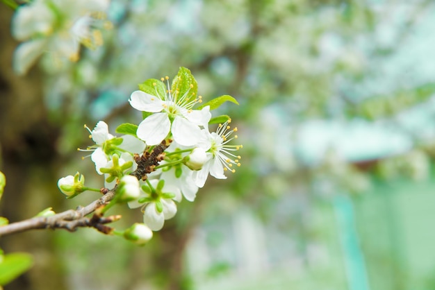 Beautiful cherry blossom in spring Blossom tree over nature background Spring Background