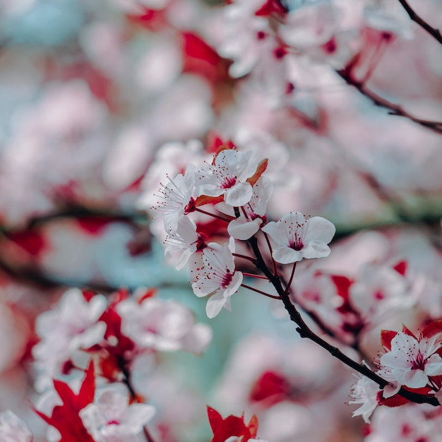 Beautiful cherry blossom in spring season, sakura flower