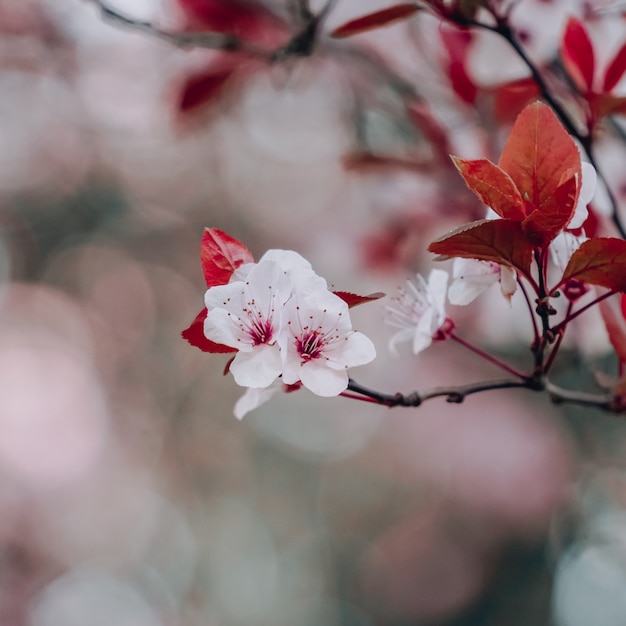 Beautiful cherry blossom in spring season sakura flower