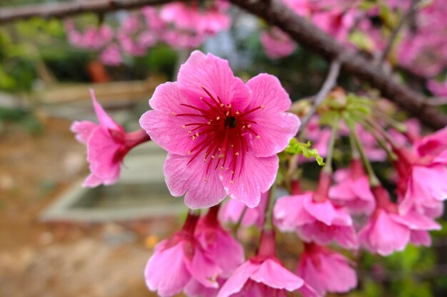 Beautiful cherry blossoms in the park