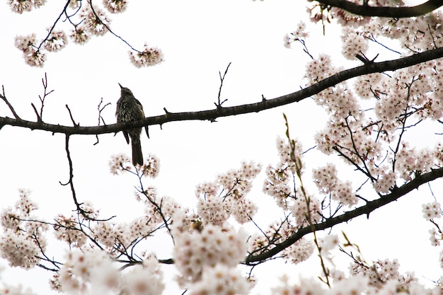 Beautiful cherry blossoms. sakura flowers in japan. Travel spring time.