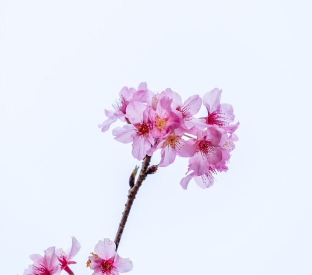 Beautiful cherry blossoms sakura tree bloom in spring isolated on white background, copy space, close up.