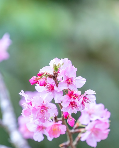 Beautiful cherry blossoms sakura tree blooming in spring