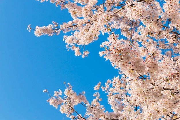 Beautiful cherry blossoms above with clear blue sky in background.