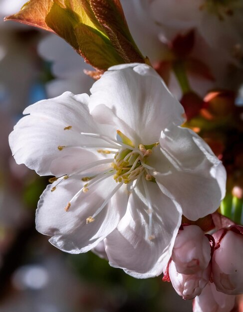 beautiful cherry blossoms with soft pink petals