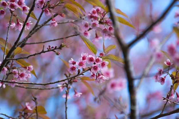 beautiful cherry blossoms