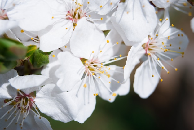 Beautiful cherry flowers. Sakura