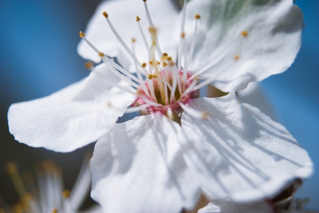 Beautiful cherry flowers. Sakura