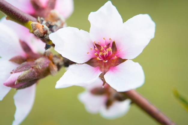 Beautiful cherry flowers. Sakura