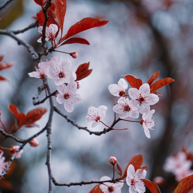 beautiful cherry flowers in spring season, sakura flowers