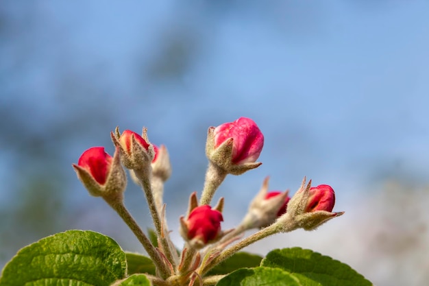 A beautiful cherry tree blooming with red flowers an orchard with blooming pears in April and May