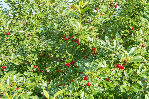 Beautiful cherry tree with ripe berries on the branches