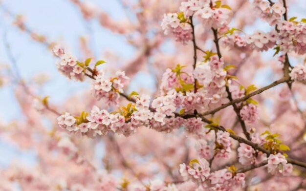 Beautiful cherry tree with tender flowers Amazing spring blossom