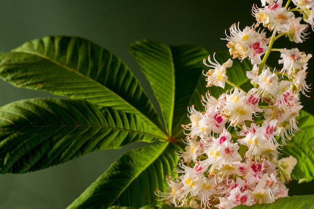 Beautiful chestnut flower against a dark green background with leaves