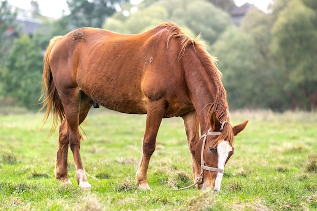 Beautiful chestnut horse grazing in green grassland summer field.