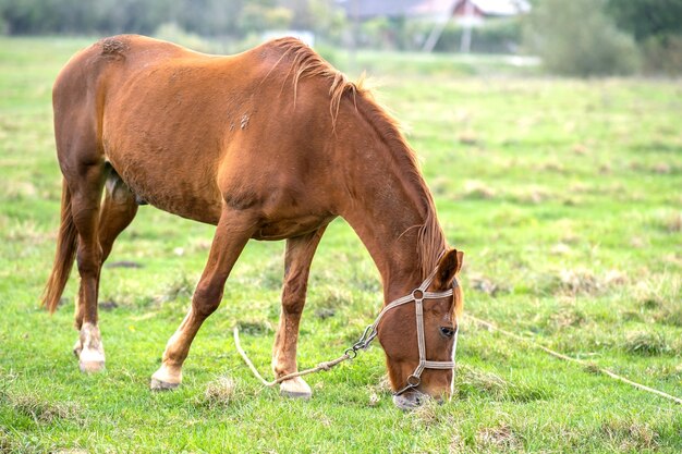 Beautiful chestnut horse grazing in summer field. Green pasture with feeding farm stallion.