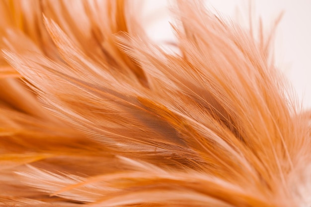 Beautiful chicken feather texture abstract background for design soft focus