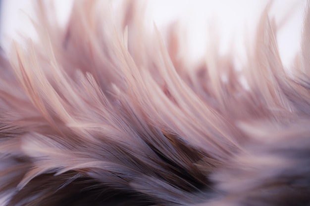 Beautiful chicken feathers in soft and blur style for background